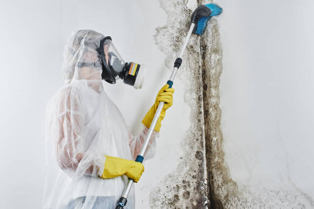 Best Attic Mold Removal  in Ocean City, NJ