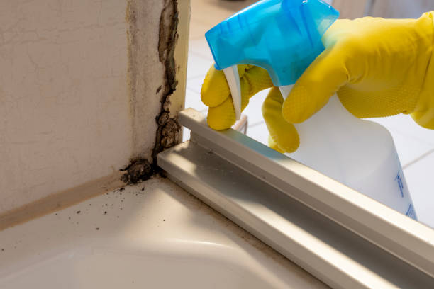 Best Certified Mold Removal  in Ocean City, NJ