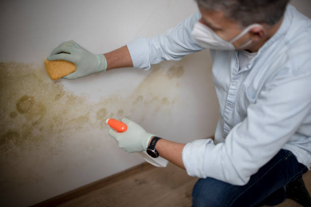 Best Mold Cleaning Services  in Ocean City, NJ