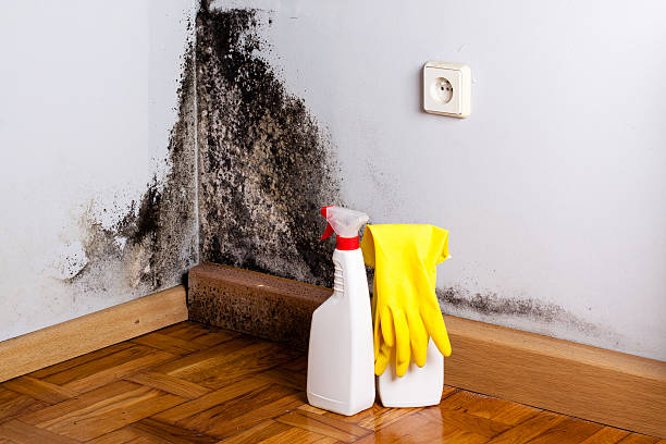 Best Local Mold Removal Service  in Ocean City, NJ