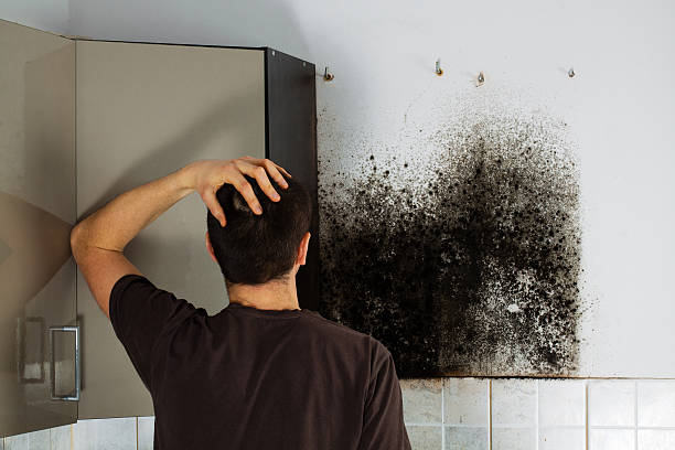 Trusted Ocean City, NJ Mold Removal Experts